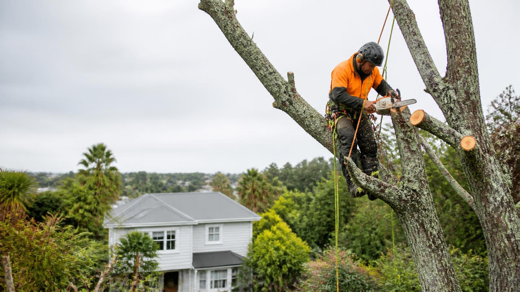 Climbing arborist sectioning a large tree above a villa in Auckland