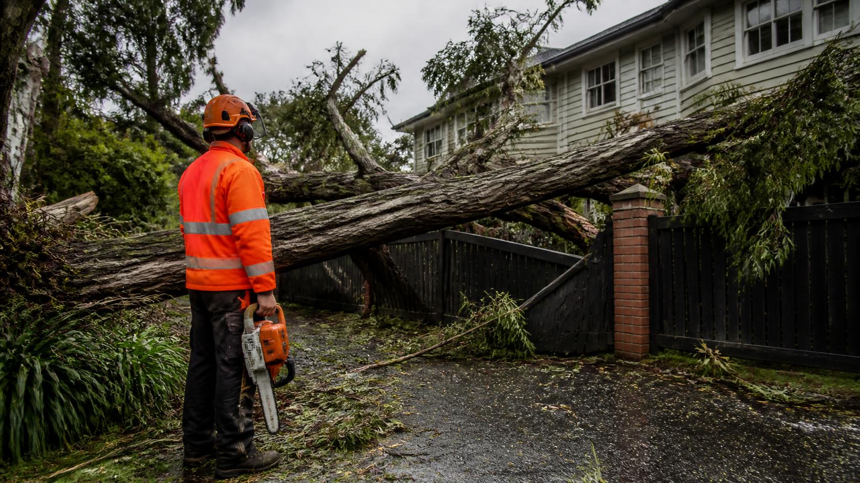Storm-felled tree lying across a driveway and fence in Auckland
