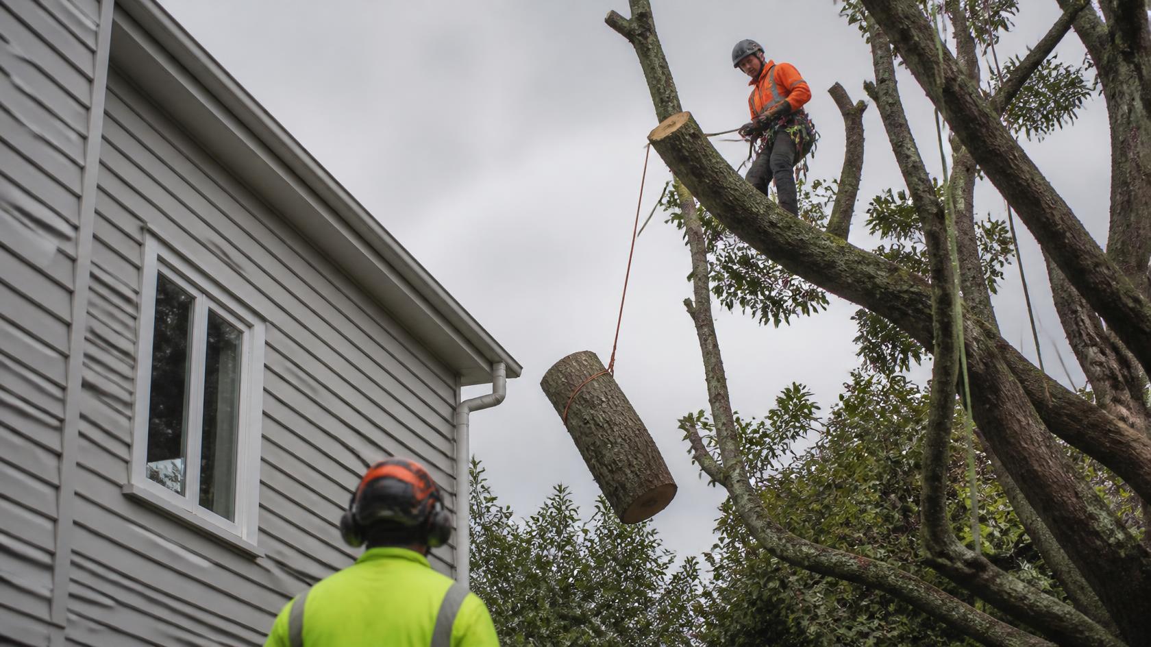 Arborist lowering a rigged log section beside an Auckland house