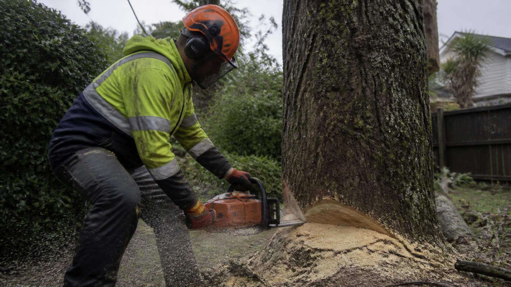 Arborist making a felling cut at the base of a large tree
